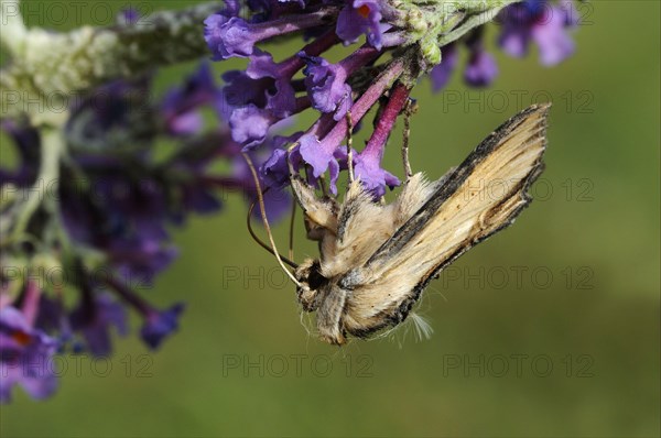 Mullein Moth