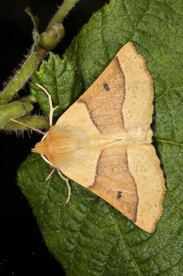 Scalloped oak moth