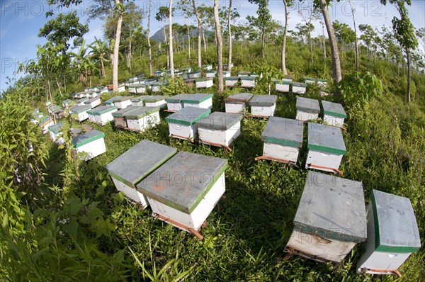 Beekeeping