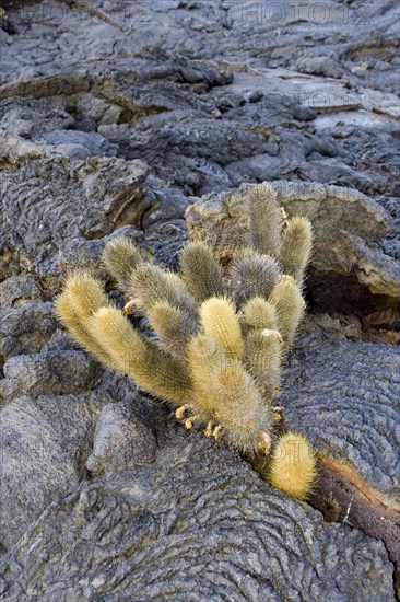 Lava cactus