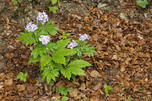 Seven-leaved pinnate coralroot