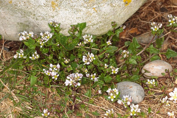 Danish scurvygrass