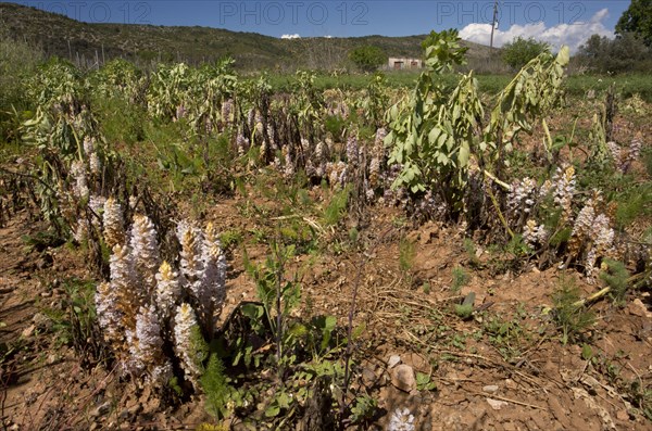 Bean Broomrape