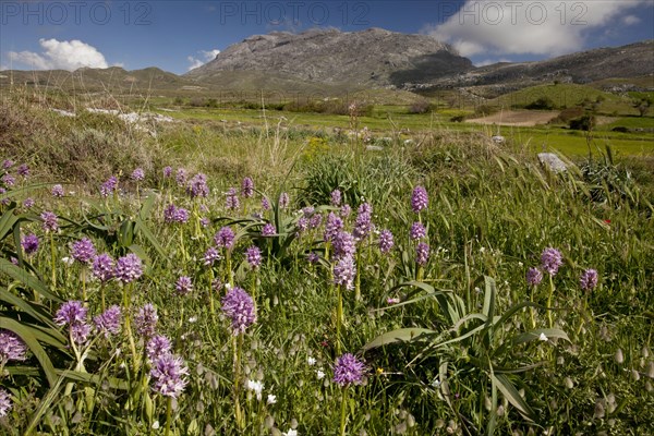 Naked Man Orchid