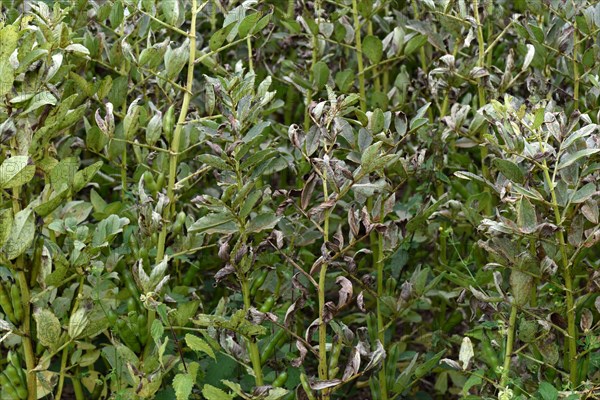 Field bean rust