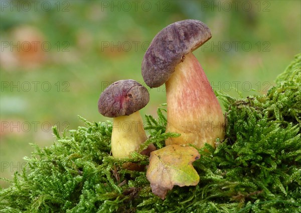 Red-cracked Bolete