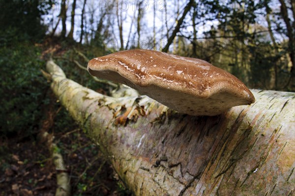 Birch Polypore