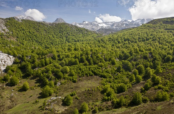 Common beech