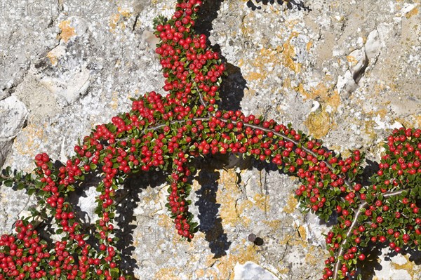 Wall Cotoneaster