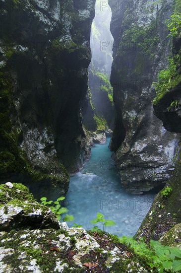 View of the river gorge habitat with pristine water and high humidity