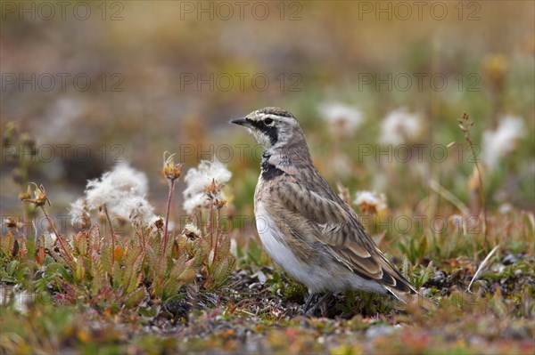 Horned horned lark