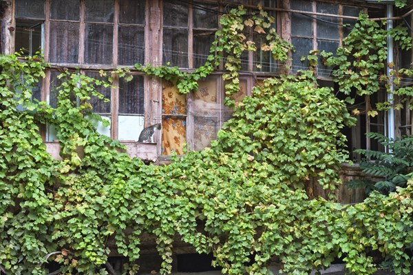 Vine leaves growing on houses in Old Tbilisi