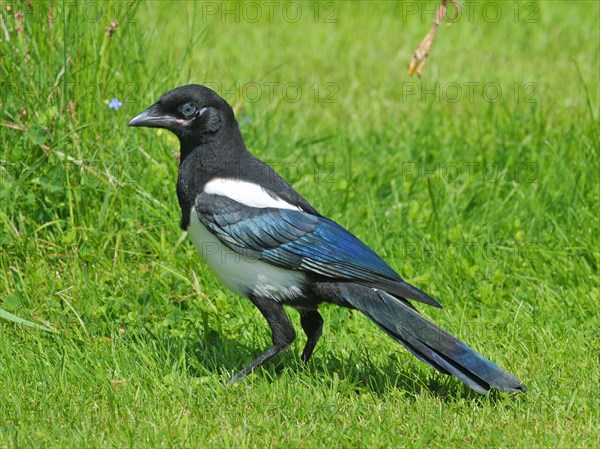 Magpie