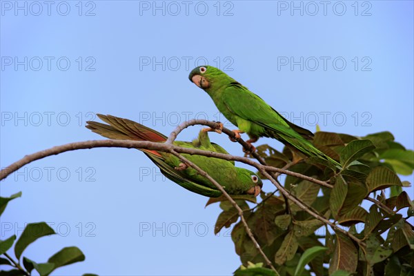 Blue-capped Parakeet