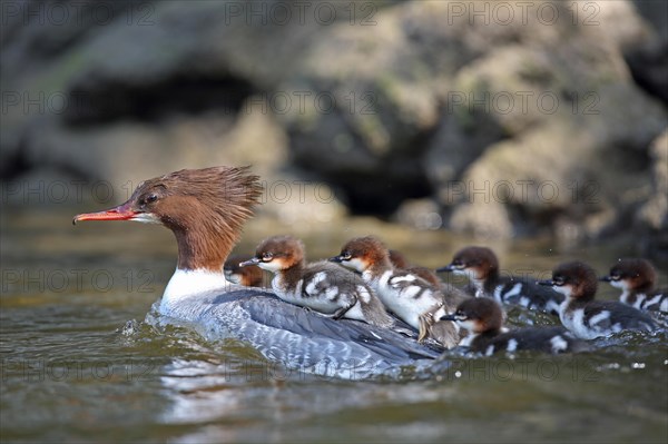 Goosander