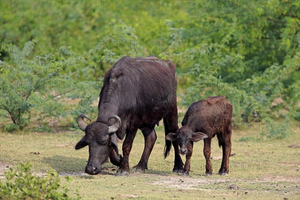 Water buffalo