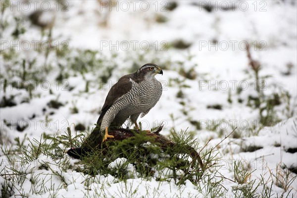 Northern goshawk