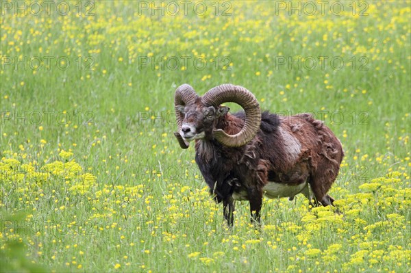 Mouflon