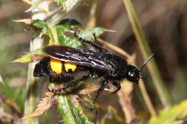 Bristly dagger wasp