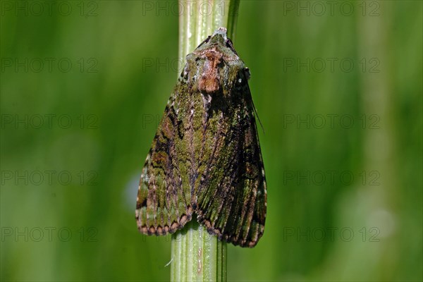 Green bilberry owl