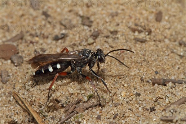 Red-legged spider wasp