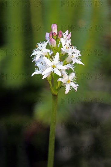 Bog bean