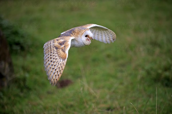 Barn Owl