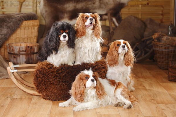 Cavalier King Charles Spaniel