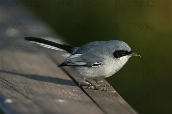 Masked Gnatcatcher