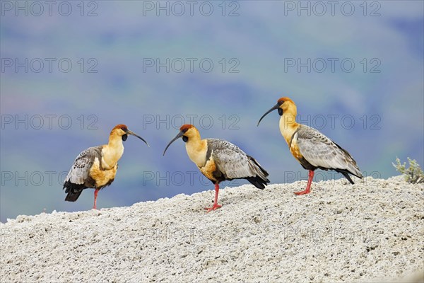 Black-faced Ibis