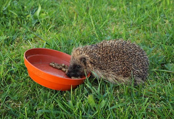 European Hedgehog