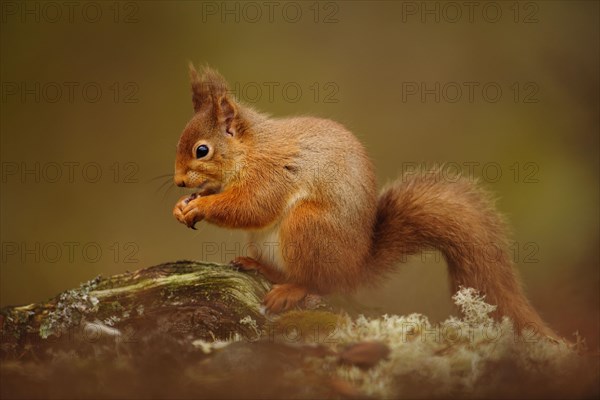 Eurasian Red Squirrel