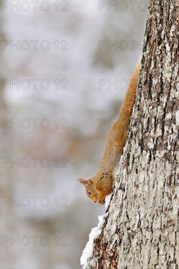 Eurasian red eurasian red squirrel