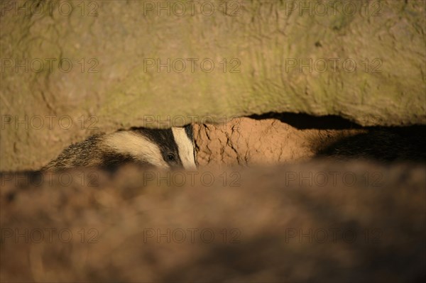 Eurasian Badger