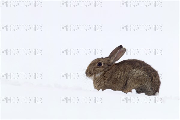 European Rabbit