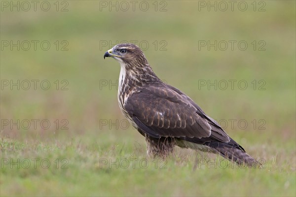 Common Buzzard