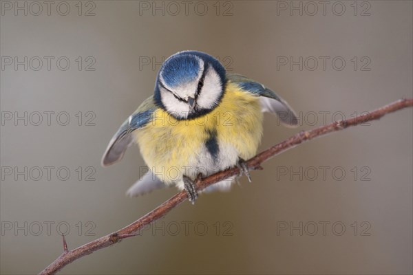 Blue tit