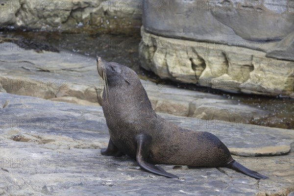 New Zealand fur seal