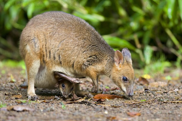 Red-legged red-legged pademelon