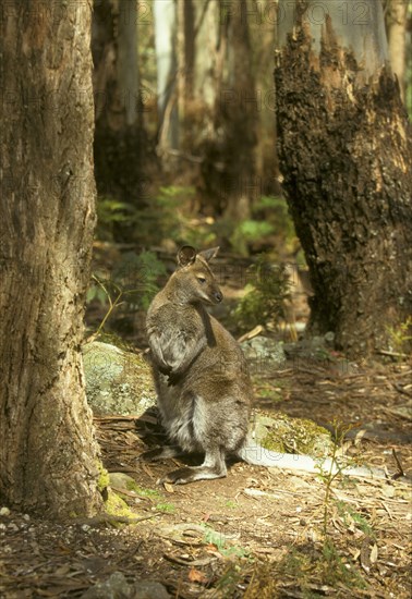 Red-necked Wallaby