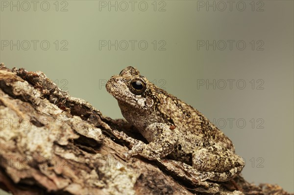 Grey Tree Frog