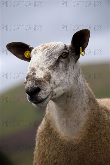 Domestic Sheep