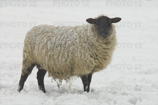 Domestic sheep