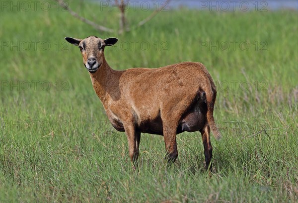 Domestic sheep