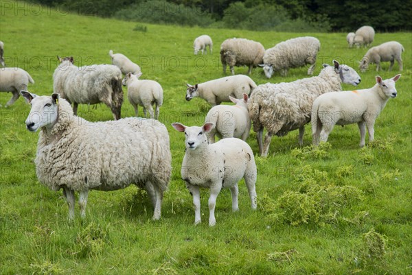 Domestic Sheep