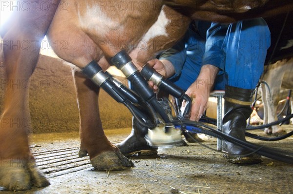 Dairy farmer attaching cluster unit to udder of dairy cow in milking parlour