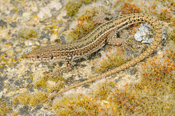 Iberian Wall Lizard