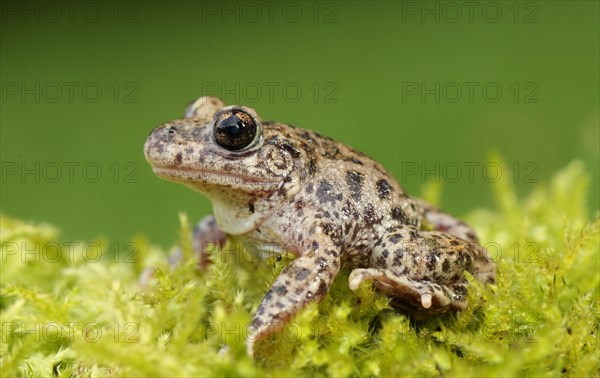 Midwife Toad