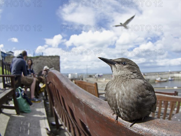 Common Starling