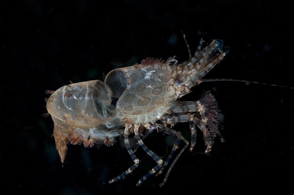 Marble shrimp